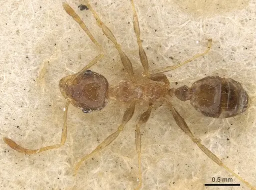 Pheidole irritans specimen