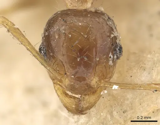 Pheidole irritans specimen