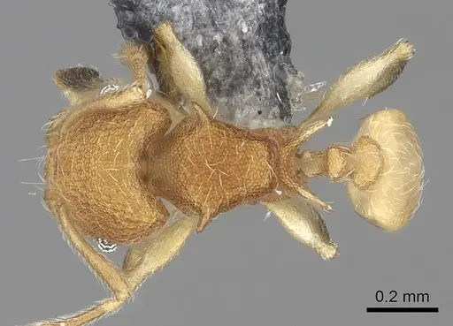 Pheidole isis specimen