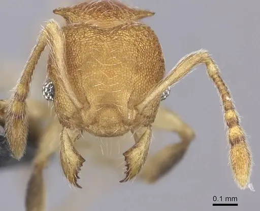 Pheidole isis - CASENT0219547