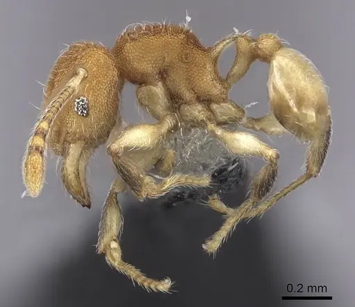 Pheidole isis - CASENT0219547