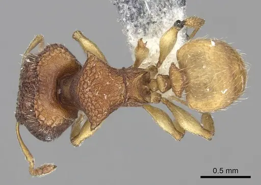 Pheidole isis - CASENT0219994