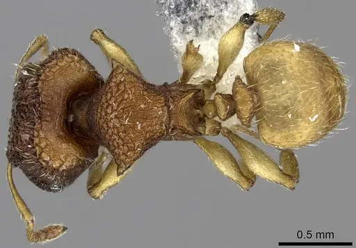Pheidole isis - CASENT0219994