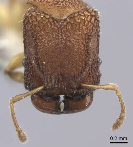 Pheidole isis - CASENT0219994