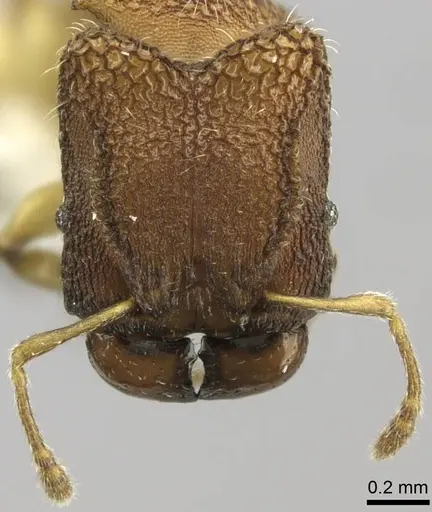 Pheidole isis - CASENT0219994