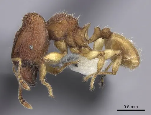 Pheidole isis - CASENT0219994