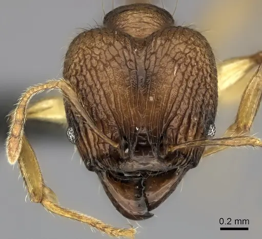 Pheidole itremo specimen