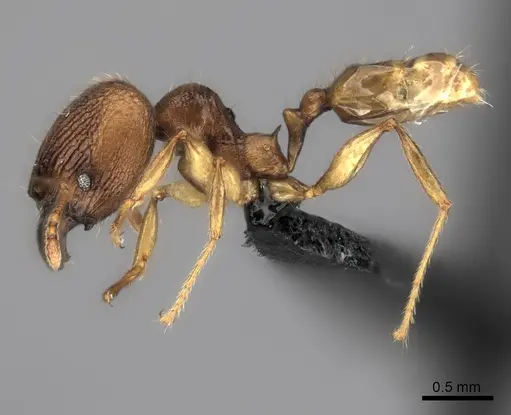 Pheidole itremo specimen