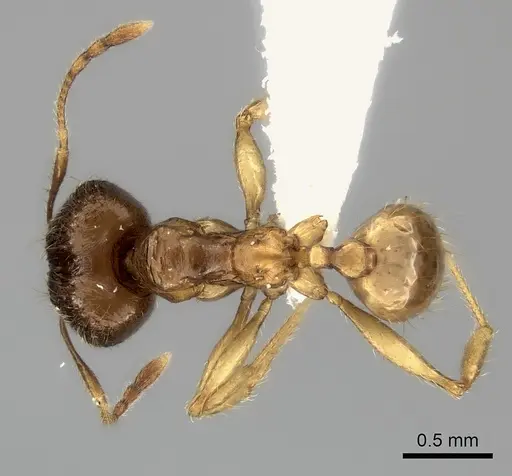Pheidole itremo - CASENT0196944