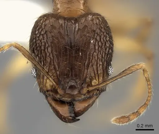 Pheidole itremo - CASENT0196944