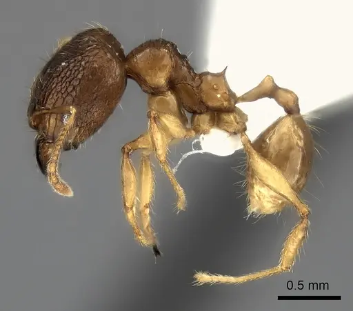 Pheidole itremo - CASENT0196944