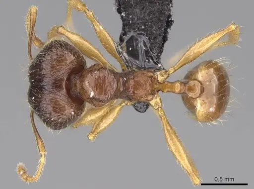 Pheidole itremo - CASENT0319221