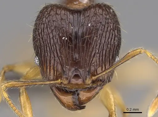 Pheidole itremo - CASENT0319221