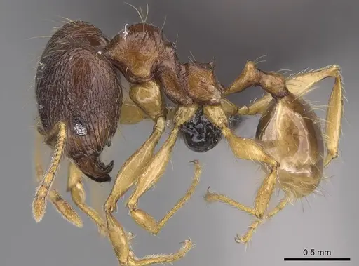 Pheidole itremo - CASENT0319221