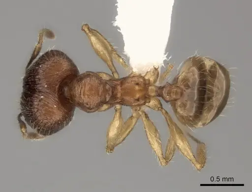 Pheidole itremo - CASENT0437179