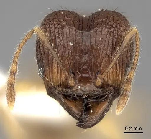 Pheidole itremo - CASENT0437179