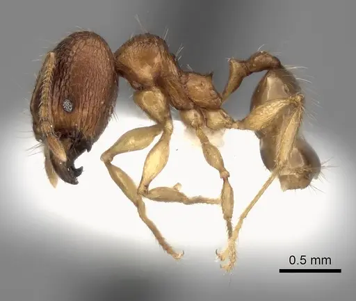 Pheidole itremo - CASENT0437179