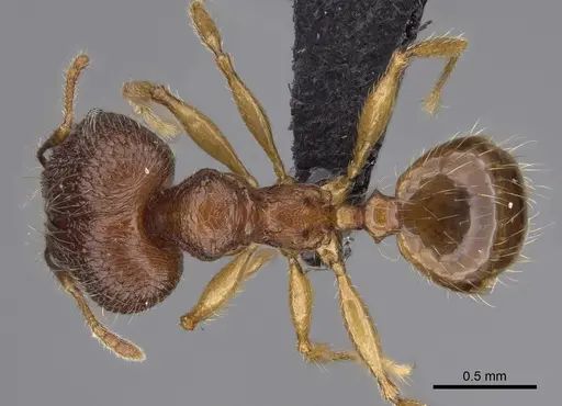 Pheidole itremo - CASENT0491584