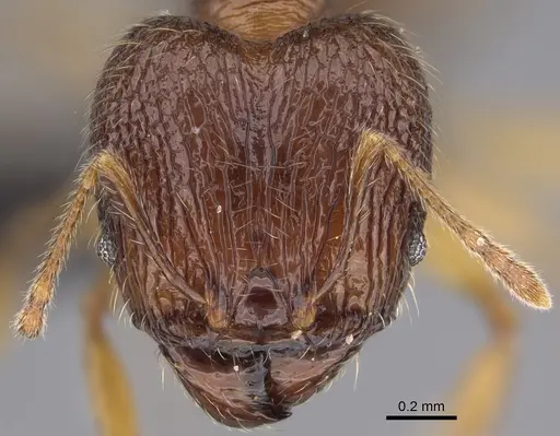 Pheidole itremo - CASENT0491584