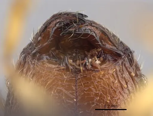 Pheidole itremo - CASENT0491584