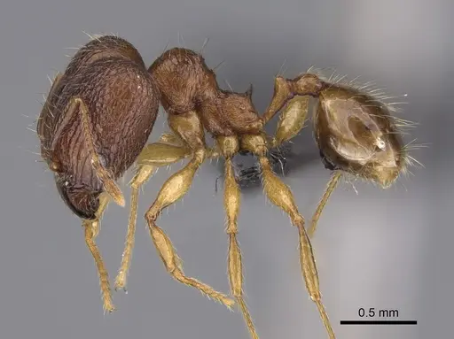 Pheidole itremo - CASENT0491584