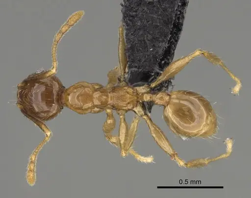 Pheidole itremo - CASENT0491586