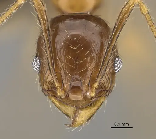 Pheidole itremo - CASENT0491586