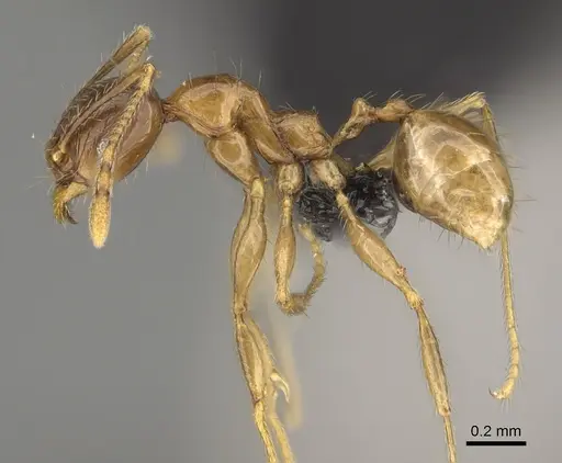 Pheidole itremo - CASENT0491586