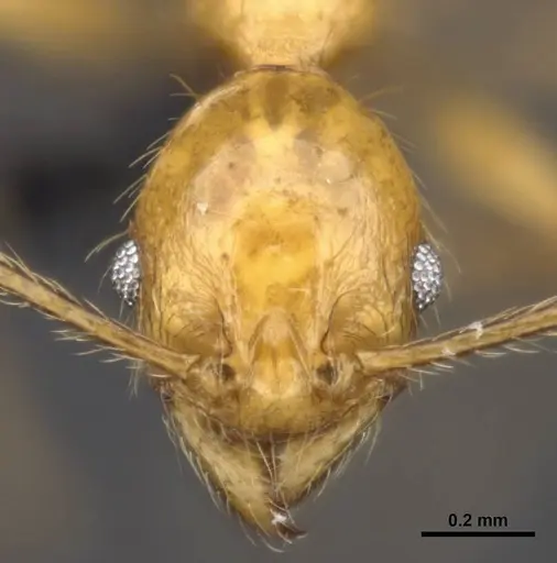 Pheidole jacobsoni specimen