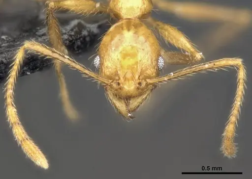 Pheidole jacobsoni specimen