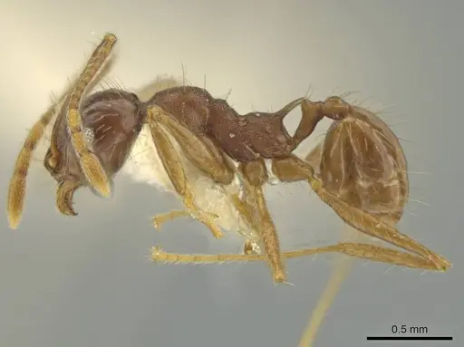 Pheidole jaculifera specimen