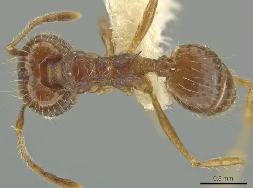 Pheidole jaculifera - JTLC000016416