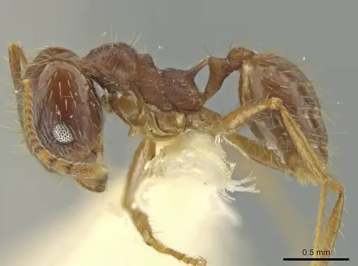 Pheidole jaculifera - JTLC000016416