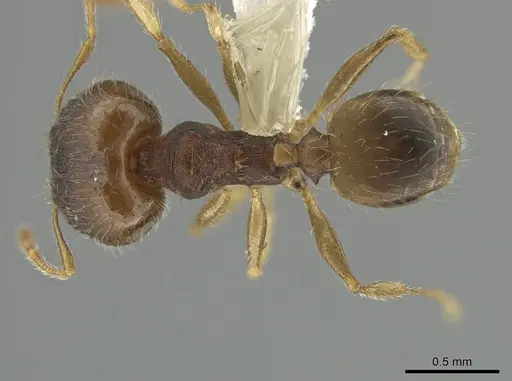 Pheidole jamaicensis specimen