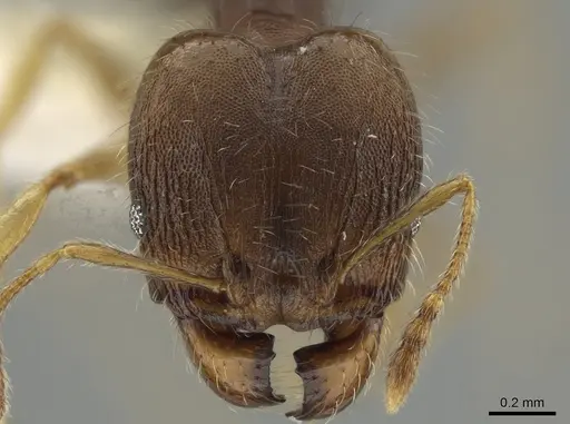 Pheidole jamaicensis specimen
