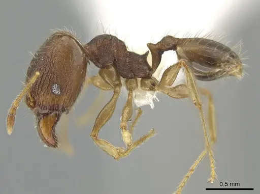 Pheidole jamaicensis specimen