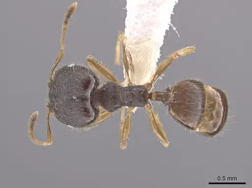 Pheidole jamaicensis - CASENT0630241