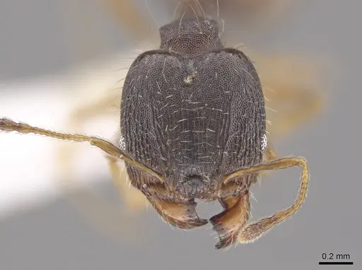 Pheidole jamaicensis - CASENT0630241