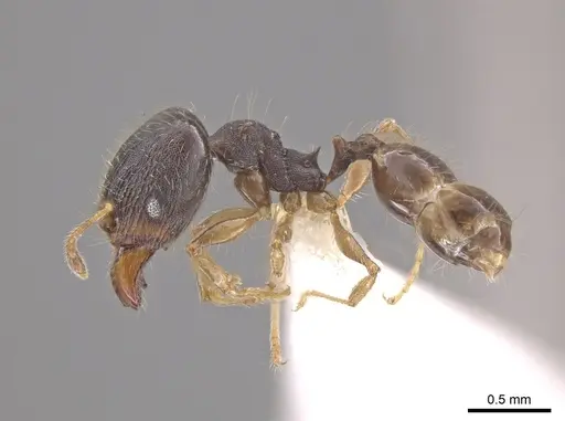 Pheidole jamaicensis - CASENT0630241