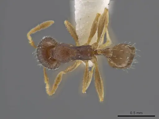Pheidole jamaicensis - CASENT0636785