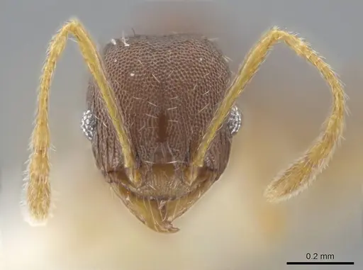 Pheidole jamaicensis - CASENT0636785