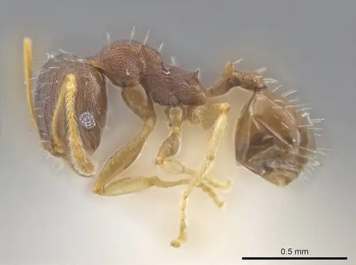 Pheidole jamaicensis - CASENT0636785