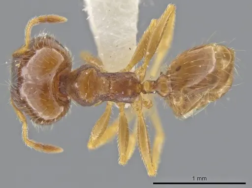 Pheidole jamaicensis - JTLC000015838