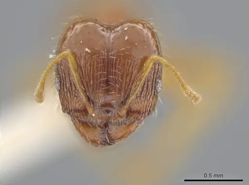 Pheidole jamaicensis - JTLC000015838