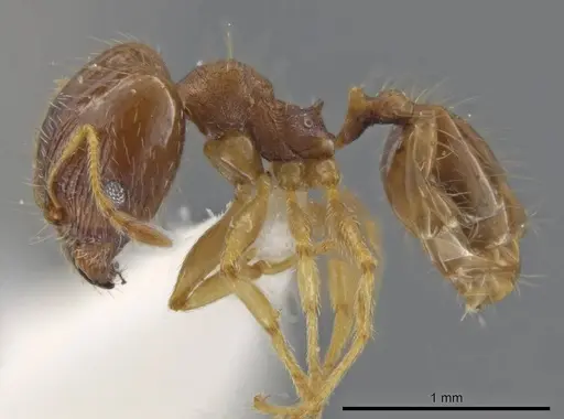 Pheidole jamaicensis - JTLC000015838