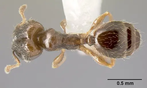 Pheidole janzeni specimen