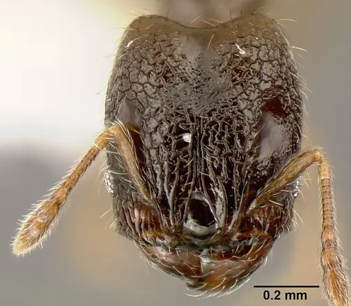 Pheidole janzeni specimen