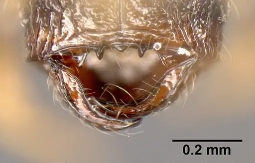 Pheidole janzeni specimen