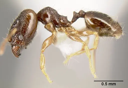 Pheidole janzeni - CASENT0608973