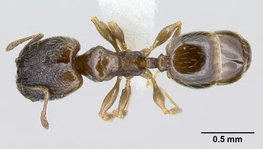 Pheidole janzeni - CASENT0608977